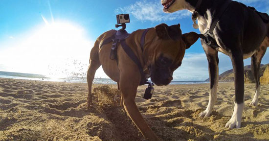 Крепление на собаку GoPro Fetch (ADOGM-001)